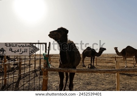Camel happily facing camera inside rustic log pen, sign in Arabic reads "Pastoral Camel Council", suggesting dedicated camel care area. nearby, other camels variously resting and active.
