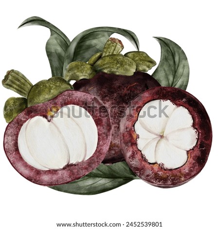 Mangosteen fruit watercolor illustration. Tropical fruit composition hand drawing isolated on white background. Botanical clip art of asian food garcinia. Realistic mangostana sketch for designing