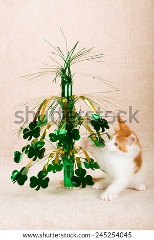 St Patrick Day Maine Coon kitten with four leaf clover ornament on beige background 