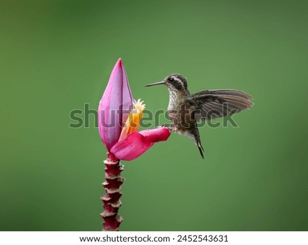 Speckled Hummingbird collecting nectar from pink flower on green background