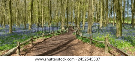 Beautiful spring panorama in a woodland forest with Bluebell carpet Royalty-Free Stock Photo #2452545537