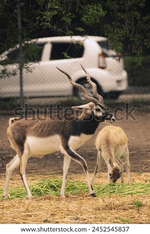 A picture featuring a Blackbuck, also known as the Indian Antelope, beautiful and graceful creature in its natural habitat. 