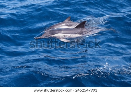 Free dolphins in the open ocean, close up, a view from the sailing boat Royalty-Free Stock Photo #2452547991