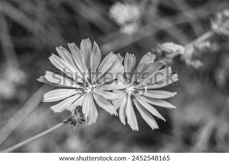 Beauty wild growing flower chicory ordinary on background meadow, photo consisting from wild growing flower chicory ordinary to grass meadow, wild growing flower chicory ordinary at meadow countryside Royalty-Free Stock Photo #2452548165