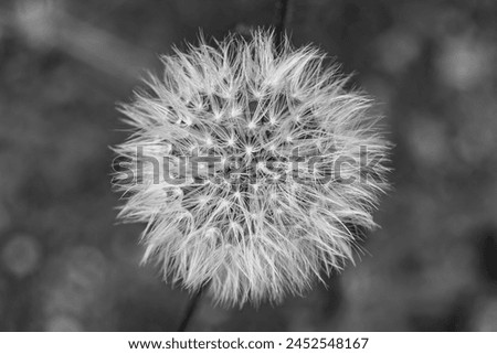 Beautiful wild growing flower seed dandelion on background meadow, photo consisting from wild growing flower seed dandelion to grass meadow, wild growing flower seed dandelion at meadow countryside Royalty-Free Stock Photo #2452548167