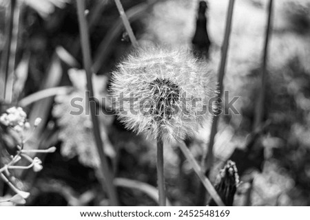 Beautiful wild growing flower seed dandelion on background meadow, photo consisting from wild growing flower seed dandelion to grass meadow, wild growing flower seed dandelion at meadow countryside Royalty-Free Stock Photo #2452548169