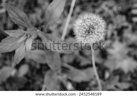 Beautiful wild growing flower seed dandelion on background meadow, photo consisting from wild growing flower seed dandelion to grass meadow, wild growing flower seed dandelion at meadow countryside Royalty-Free Stock Photo #2452548189