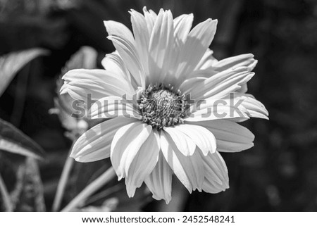 Fine wild growing flower aster false sunflower on background meadow, photo consisting from wild growing flower aster false sunflower to grass meadow, wild growing flower aster false sunflower meadow Royalty-Free Stock Photo #2452548241
