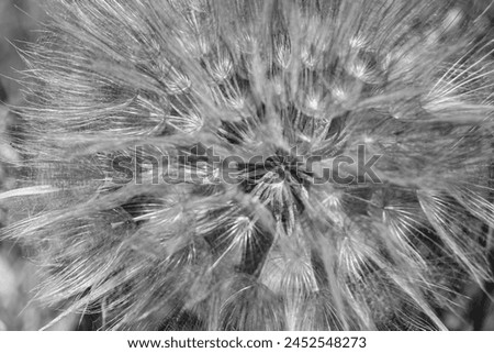 Beautiful wild growing flower seed dandelion on background meadow, photo consisting from wild growing flower seed dandelion to grass meadow, wild growing flower seed dandelion at meadow countryside Royalty-Free Stock Photo #2452548273