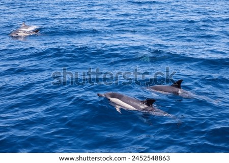 Free dolphins in the Bay of Gibraltar, A view from a sailing boat Royalty-Free Stock Photo #2452548863
