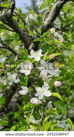 Fresh beautiful flowers of the apple tree blooming in the spring. Selective focus