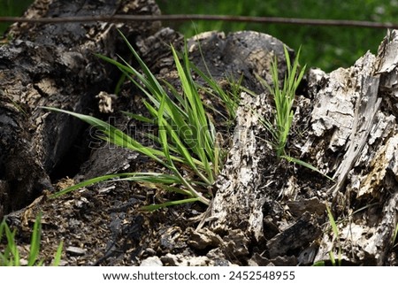Rotten trees or tree stumps should be preserved as important biotopes.
 Royalty-Free Stock Photo #2452548955