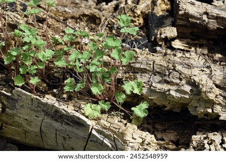 Rotten trees or tree stumps should be preserved as important biotopes.
 Royalty-Free Stock Photo #2452548959