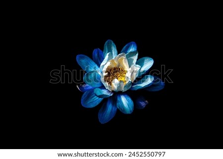 Macro lotus flower on black background