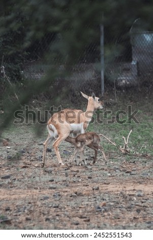 A picture of a deer tending to her infant would capture a heartwarming moment in the natural world. 