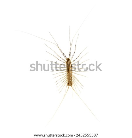 The common flycatcher (lat. Scutigera coleoptrata) is a species of millipede from the order Scutigeromorpha of the class Labiopods. Isolate on a white background.