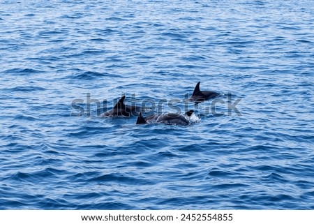 Free dolphins in the open sea. A view from the sailing boat Royalty-Free Stock Photo #2452554855