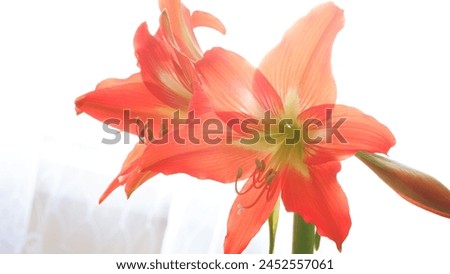 lilies that come alive with the arrival of spring and flowers that bloom with their magnificent colors. Picture of a lily taken with a macro lens