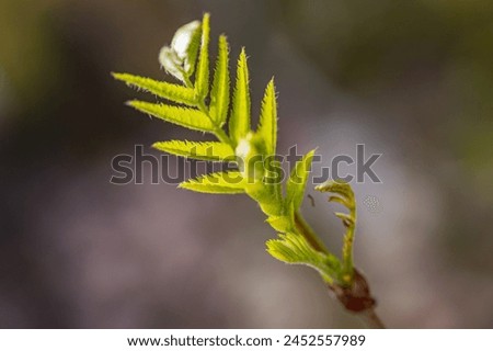 Green spring leaves of mountain ash