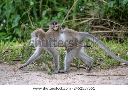 A monkey carrying a baby monkey on its back
