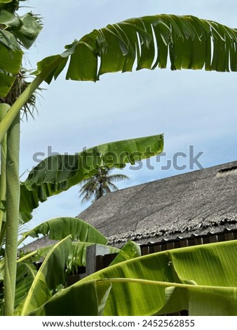 banana tree in Phuket organic farm