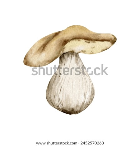 White mushroom boletus watercolor illustration, HAnd drawn forest food, autumn harvest season. Edible fall fungus for tourist, camping, trip label design. Botanical wood clip art