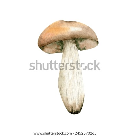 Boletus mushroom watercolor illustration. Spongy vegetarian gourmet cuisine.Edible fungus. Autumn clip art for packing, menu, grossery logo design