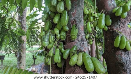 Le Fruit Du Bilin Tree  Royalty-Free Stock Photo #2452571407