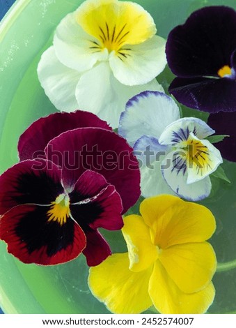 Pansy flowers multicolor bud. Floral background.