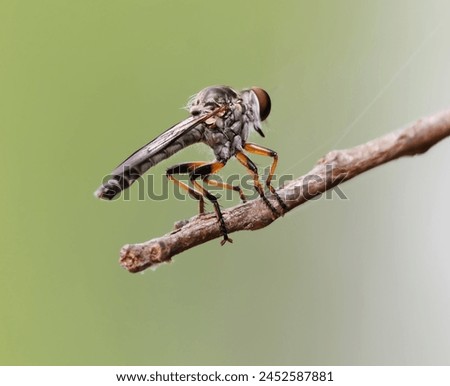 Robber Fly Landed on a Twig Royalty-Free Stock Photo #2452587881