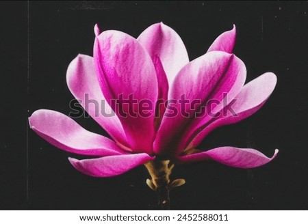 A Purple magnolia flower isolated on dark background, with 19s noise effect high quality