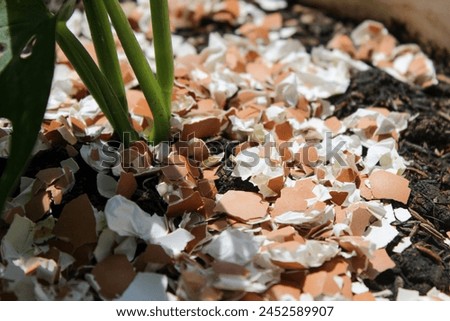 The egg shells on a plant are useful as plant fertilizer and as a deterrent to plant pests