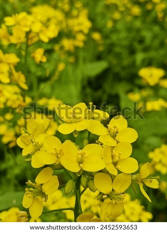 macro picture, mustard flower picture click Bangladesh 