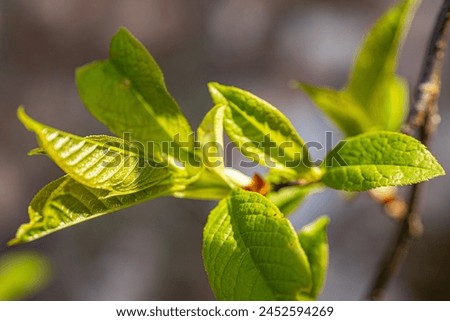 bird Cherry bud green leaf blossoms in the rays of the sunset