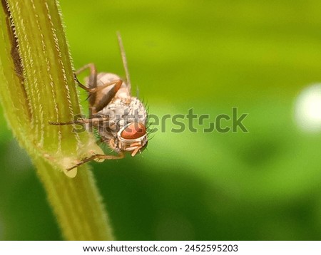 Flies named pegomya perch on plants, macro photo, sstkBackgrounds