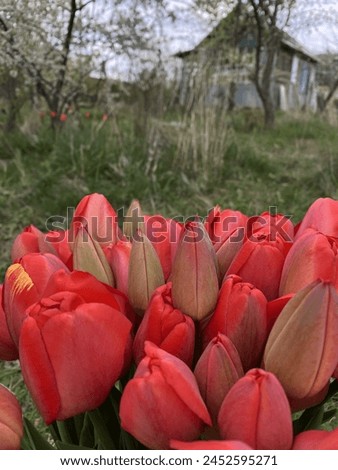 Spring in Ukrainian village, bouquet of red tulips , green grass and flower field , calm and peaceful pictures 