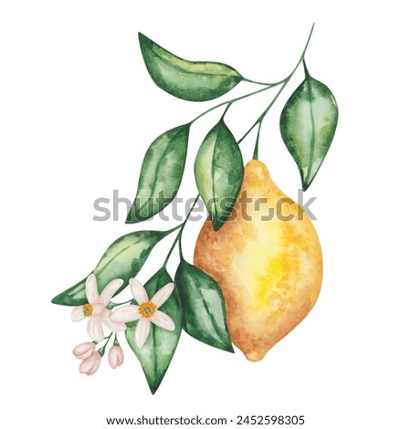 Watercolor lemon illustration. Hand painted lemon with green leaves, flowers on branch. Lemon tree, plant. Citrus fruit. Raw, ripe food. Vitamin C. Nature elements. Isolated clip art