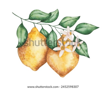 Watercolor lemon illustration. Hand painted lemons with green leaves, flowers on branch. Lemon tree, plant. Citrus fruit. Raw, ripe food. Vitamin C. Nature elements. Isolated clip art