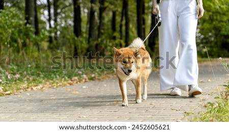 girl in the park walking with a Shiba Inu dog