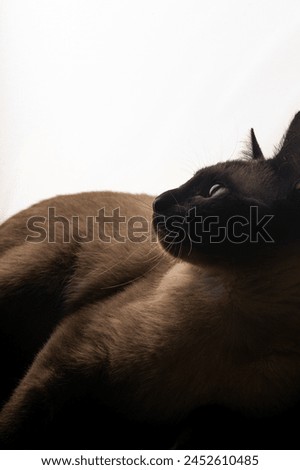 A young Siamese cat in silhouette against a bright white background. The soft glow from behind outlines its graceful shape and iconic pointed ears, emphasizing the sleek lines and striking features.
