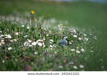 White wagtail on meadow. White wagtail (Motacilla alba) among green grass and daisies. Animal. Migratory birds began to fly to warm countries. Ornithology. No people, nobody. Horizontal photo.  Royalty-Free Stock Photo #2452611221