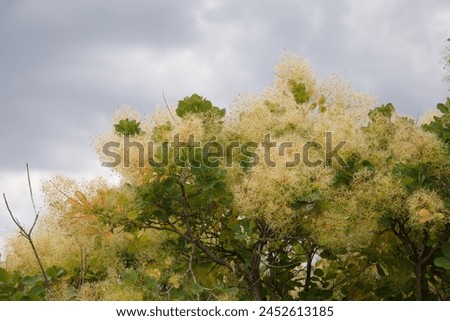 Floral wallpaper European smoketree outside. Royalty-Free Stock Photo #2452613185