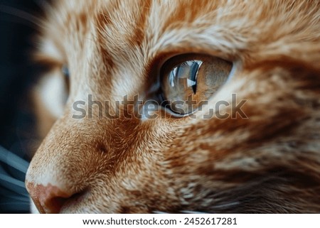 Red striped cat photography. Open eye black orange fur with stripes macro. Side look cat animal pet hunter close up photo