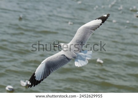 Blurred picture of a seagull.Close-up blurred image of a seagull.