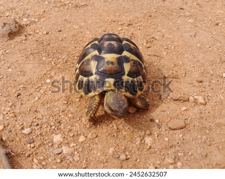 Small turtle on orange sand Royalty-Free Stock Photo #2452632507