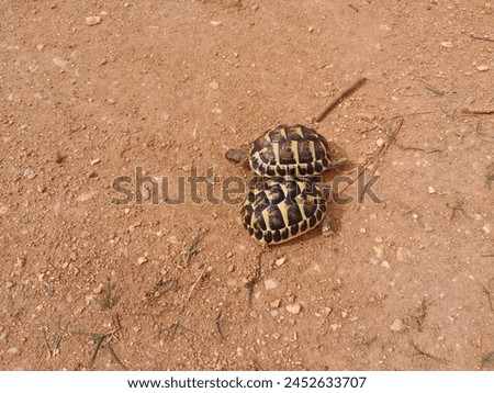 Two small turtles on orange sand Royalty-Free Stock Photo #2452633707