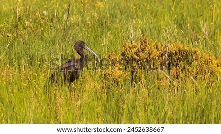 The glossy ibis (Plegadis falcinellus). Beautiful black wild wading bird with a long arched beak resting in the green samphire of a salt lagoon in Portugal. Birdwathing and ornithology in Europe Royalty-Free Stock Photo #2452638667