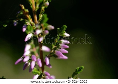 Heather macro close-up (erica), in organic garden     Royalty-Free Stock Photo #2452642025