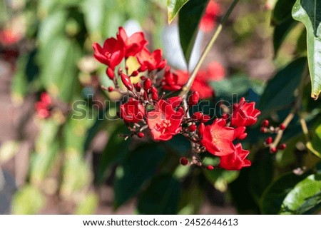 Red flowers of Jatropha flowering plants in spurge family, Euphorbiaceae, blossom of red flowers Royalty-Free Stock Photo #2452644613