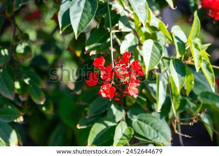 Red flowers of Jatropha flowering plants in spurge family, Euphorbiaceae, blossom of red flowers Royalty-Free Stock Photo #2452644679